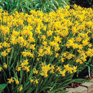 Miniature Daffodils