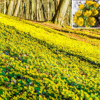 Winter Aconite