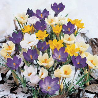 Snow Crocus Mixture