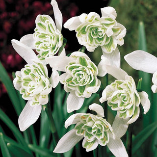 Double Snowdrops