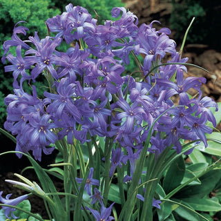 Lavender Mountain Lilies