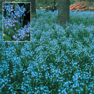 English Bluebells