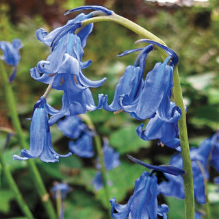 English Bluebells