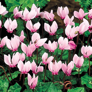 Hardy Cyclamen