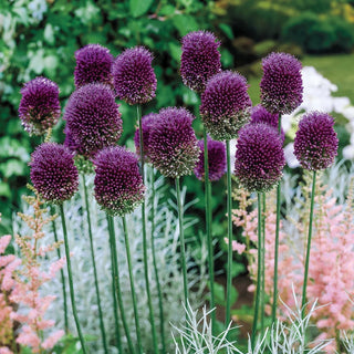 Drumstick Allium