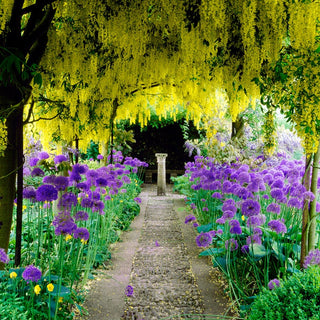 Persian Blue Allium