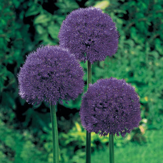 Persian Blue Allium