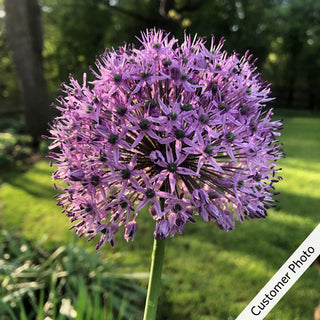 Persian Blue Allium