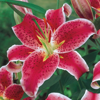 Stargazer Lily