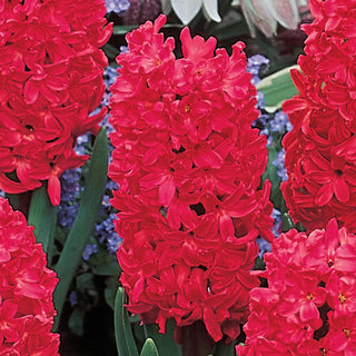 Red Hyacinth