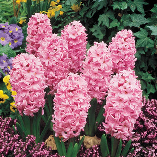 Fondant Giant Fragrant Hyacinth