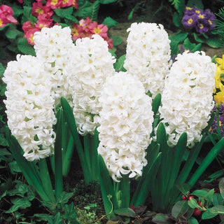 Carnegie Giant Fragrant Hyacinth