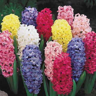 Giant Hyacinth Mixture