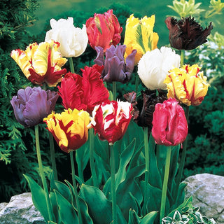 Parrot Tulip Mixture