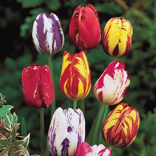 Improved Rembrandt Tulip Mixture