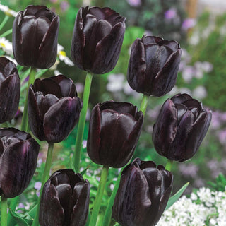 Queen Of Night Tulip