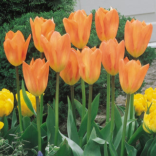 Orange Emperor Tulip