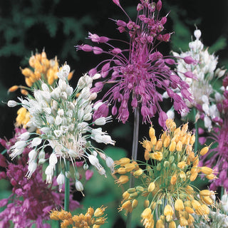 Sparkler Allium Mixture