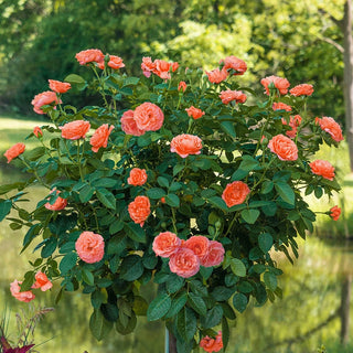 Jump For Joy Patio Tree Rose