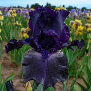 Ghost Train Bearded Iris