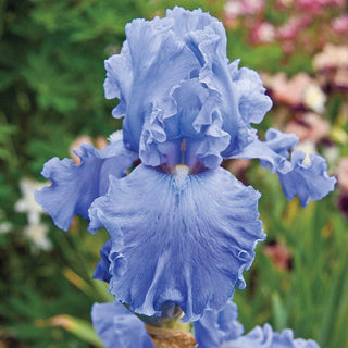 Fiesta In Blue Bearded Iris