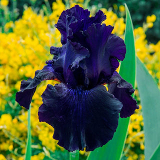 Ozark Rebounder Reblooming Bearded Iris