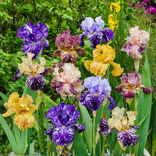 Zebra Iris Mixture