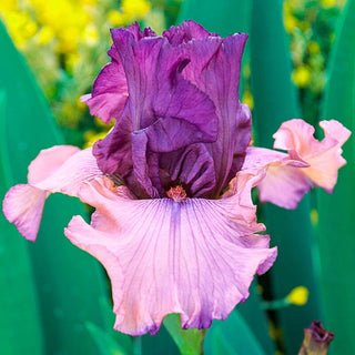 Finishing School Bearded Iris