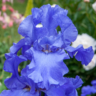 Sugar Blues Reblooming Bearded Iris