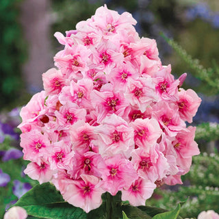 Zenobia Phlox