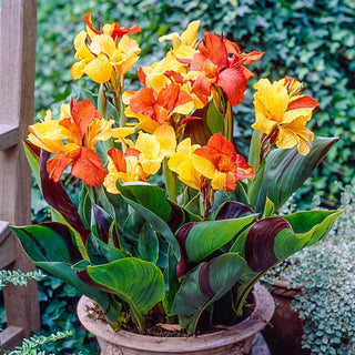 Cleopatra Dwarf Canna