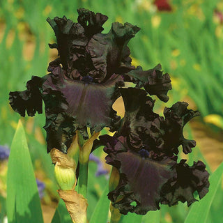 All Night Long Bearded Iris