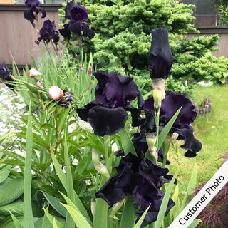 All Night Long Bearded Iris