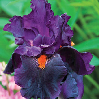 Draculas Kiss Bearded Iris