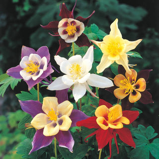 Columbine Giant Mixture