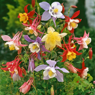 Columbine Giant Mixture