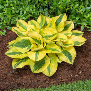 Glad Rags Hosta