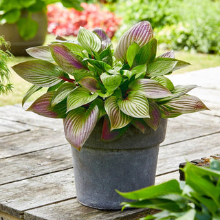 First Blush Hosta