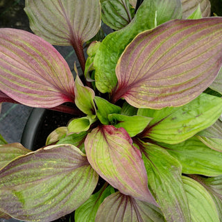 First Blush Hosta