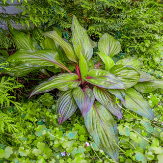 First Blush Hosta