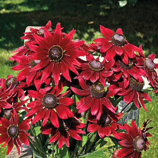 Cherry Brandy Rudbeckia