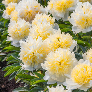 Honey Gold Peony