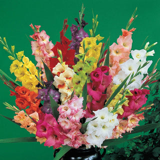 Deluxe Gladiolus Mixture Super Sak