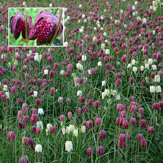 Guinea Hen Flower 68299