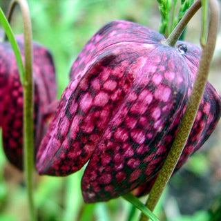 Guinea Hen Flower 68299