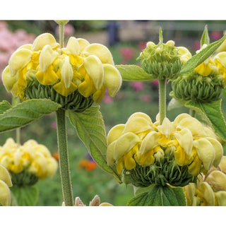 Jerusalem Sage