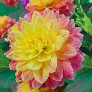 October Sky Dahlia