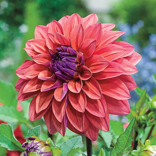 Dawn American Dahlia