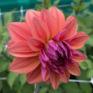 Dawn American Dahlia