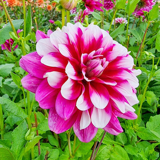 Patches Dahlia